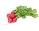 Getting to Know: Radishes