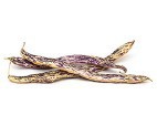 Dragon Tongue Beans