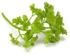 Curly-Leaf Parsley