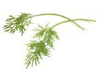 Dill