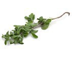 Marjoram