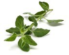 Oregano