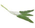 Sage