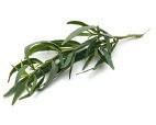 Tarragon