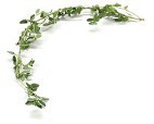 Thyme
