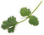 Cilantro
