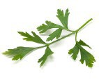 Flat-Leaf Parsley