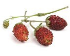 Fraise des Bois